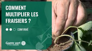 TUTO Comment multiplier les fraisiers  Jardinerie Gamm vert [upl. by Amalie]