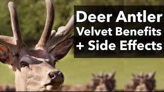 Deer Antler Velvet and Deer Antler Spray Benefits amp Side Effects [upl. by Dominique835]