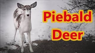 Piebald Deer in Southeastern New Hampshire [upl. by Aikemehs]