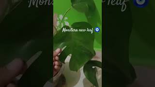 Hum milenge nhiMonstera new leaf 🌿 🤌🏻🧿trending viralshort viral monstera garden plantlovers [upl. by Reinold]