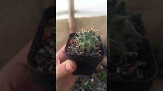 Mammillaria species cactus indoorplants garden plants latest [upl. by Zanas]