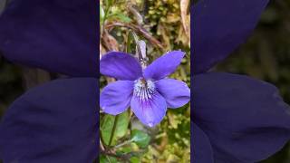 Not all violets OPEN UP TO POLLINATORS some are CLEISTOGAMOS pollination [upl. by Nynahs]