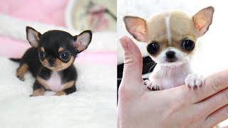 Most Adorable Teacup Chihuahua Compilation Video Ever [upl. by Rabka]