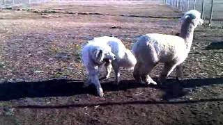 Alpaca playing and tackling a 150lb Great Pyrenees [upl. by Anerual]