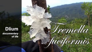 Snow fungus Tremella fuciformis [upl. by Talley]