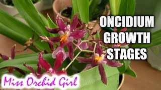 Growth stages of Oncidium Orchids [upl. by Nrehtac447]