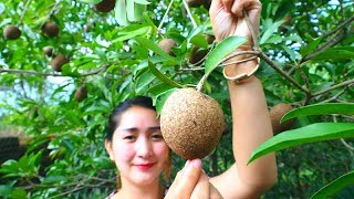 Yummy Sapodilla Fruit Ripen  Sapodilla Fruit  Cooking With Sros [upl. by Cob]