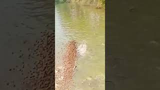 Pangas farming 🐠🐠❤️❤️😍😍video short minivlogs farminglif viralvideo shortsvideo youtubeshorts [upl. by Anna]