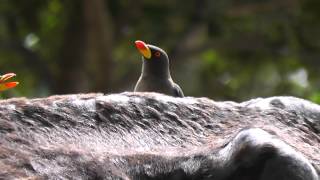 Yellowbilled Oxpecker Tujerang The Gambia 18th November 2013 [upl. by Butterworth]