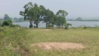 1acre for sale Gundlupet to land 12km interested persion call me 9731750701 [upl. by Maurine20]