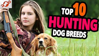 🐕 Hunting Dogs – TOP 10 Best Hunting Dog Breeds In The World [upl. by Brandais]