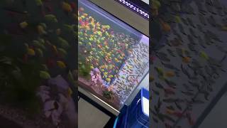 Exploring the Depths of a 600L Fish Tank explore fishtank fishvideo [upl. by Nadeen482]