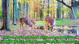 Whitetail deer fawn died from EHD Epizootic Hemorrhagic Disease in my back yard [upl. by Violante]