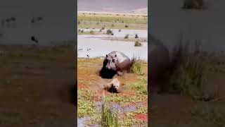 Hyena Teases a Hippo 😳😂 [upl. by Ennazus]