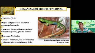 Biologia dos Reptilia Anapsida Sinapsida e Diapsida [upl. by Weisler]