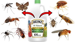 How To Use WHITE VINEGAR To Keep PESTS Away  FRUIT FLIES GNATS ANTS SPIDERS MOSQUITOES BEDBUGS [upl. by Bonnice]