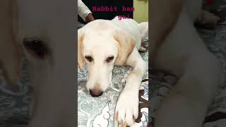 Habbit youtubeshorts viralshorts reels trendingshorts comedy pets animals funny doglover [upl. by Geri]