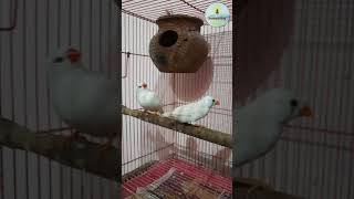 Finches  Bird lovers  Finches shorts  satisfying and relaxing video [upl. by Web]