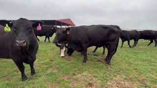 10 Head of Black and Black Motley Face Cows 0313  Cattle for sale [upl. by Necyrb]