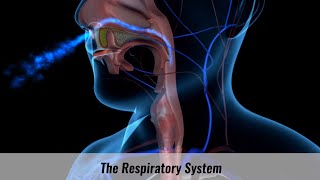 The Human Respiratory System Explained [upl. by Ayal138]