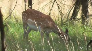 FALLOW DEER [upl. by Airotnahs]