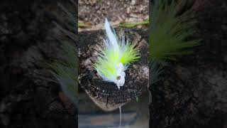 Topwater fly pattern [upl. by Cindie]