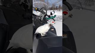 This bird cant stop saying awebo animals funny [upl. by Bopp]