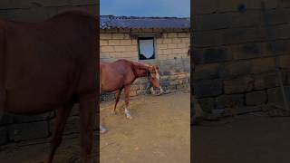 ધૂધરી 🐴 ll ubhi re ubhi 🔥kathiyawadihorse llhorselover ❤️ [upl. by Pippas]