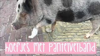 Bezoekje aan de dierenarts ✿ VLOGWEEK VLOG 1 [upl. by Pathe]