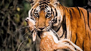 Incredible Tiger Battles Caught On Film tiger vs lion animalchannel animals predatorvsprey [upl. by Gawlas436]