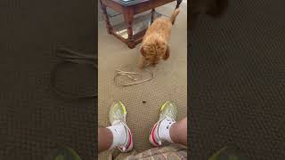 How to teach a puppy LEAVE IT in 15 seconds puppy dog shorts [upl. by Larianna]