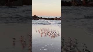 Facts about sanderling birds birds animals education facts amazingfacts shorts youtubeshorts [upl. by Eseuqram657]