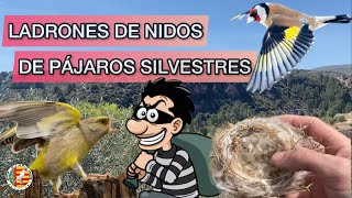 🪺 LADRONES de NIDOS 🐦 PÁJAROS SILVESTRES en PLENA ÉPOCA de CRÍA JILGUERO VERDERÓN VERDECILLO [upl. by Zelig]