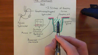 The Histology of the Stomach Wall Part 1 [upl. by Aynot]