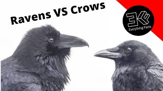 What’s the difference between ravens and crows [upl. by Talia785]