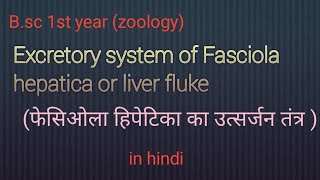 Excretory system of Fasciola hepatica  liver flukeBsc 1st year zoology [upl. by Felita]