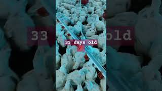 33 days old 💯🔥 chicken poultryfood animalhusbandry farming birds poultryfarming poultaryfarm [upl. by Aseeral893]