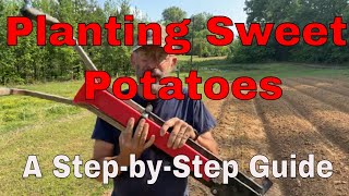 Mastering Sweet Potato Planting From Row Building to Fertilization [upl. by Ellette]