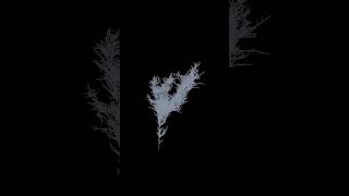 computer simulation of a plant fractal [upl. by Raynata]