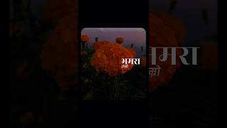 jaari movie dayahangrai palam dialogue flower beauty [upl. by Willms]