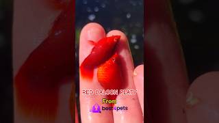 Red baloon platy unboxing from Best4pets  malayalam  balloonplaty kerala livefish best4pets [upl. by Notpmah]