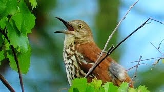 Brown Thrasher Singing [upl. by Runkle]