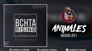 SP Polanco  Animales feat Alejandra Feliz  BACHATA 2019 [upl. by Eetnom]