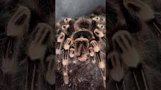 Acanthoscurria geniculata [upl. by Reeher]