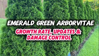 Emerald Green Arborvitae ep 6  8 Month Update [upl. by Kcirdorb381]