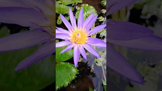 🪷 AmbalNymphaea StellataBlue Lotus Water Lily [upl. by Nwahsuq]