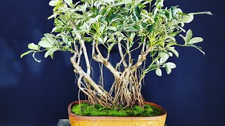 Repotting Banyan Style Dwarf Schefflera BonsaiUmbrella treeVariegated schefflera SreeBonsaiZone [upl. by Nitsrik]