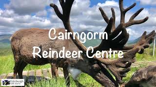 The Cairngorm Reindeer Centre [upl. by Ecirp]