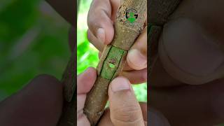 Patch bud grafting techniques satisfying video [upl. by Garretson185]