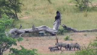 Long range Baboon hunt 850 yards [upl. by Nyberg869]